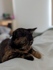 Kaïko