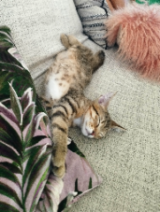 Loki