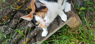 Lili