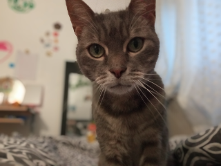 Grisy
