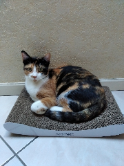 biscotte