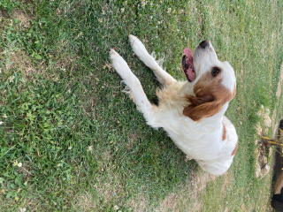 Hugo
