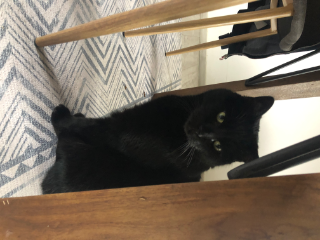 Minette
