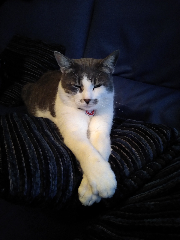 Titou
