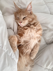 Prince