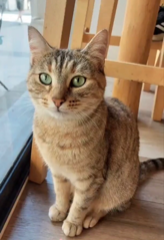 Mia