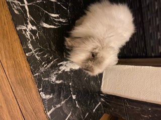 Pipa