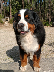 Punky du roi des lacs
