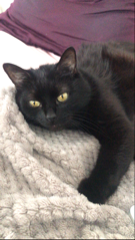 Léon