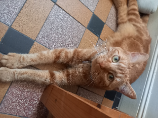 nuki