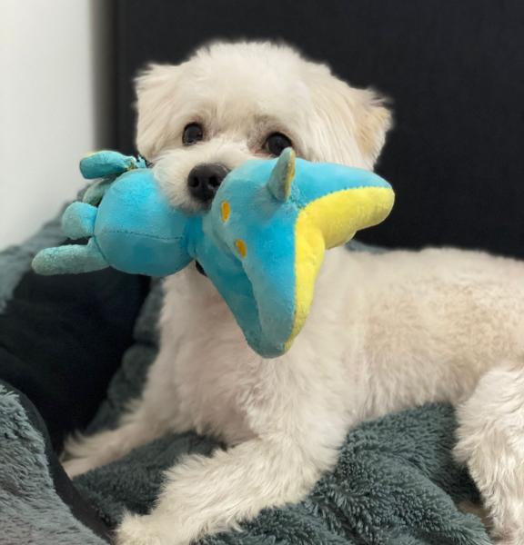 Photo de Rocky