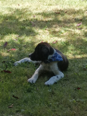 Trevor
