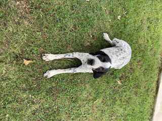Maya
