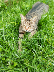 Ziggy