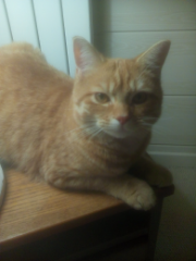 Jasper