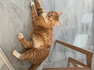 Bébé chat