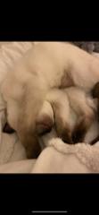 Nala
