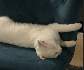 PUPUCE