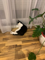 Tuzi