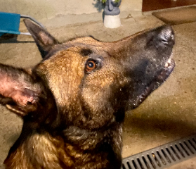DJANGO