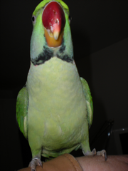 Kiwi