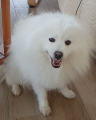 Jinko