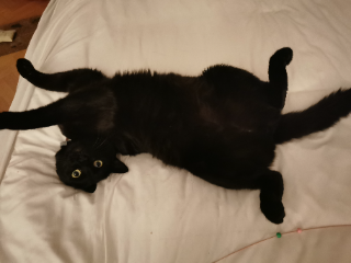 Rob