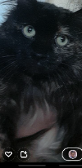 Noctalie