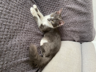 Simba
