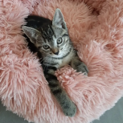 Mystie