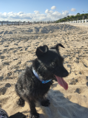 Nala
