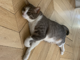 Gros chat