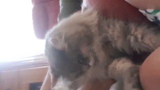 Souris