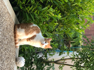 Suky
