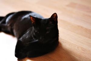 Sacha