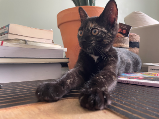 Gigi