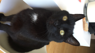 Cachou