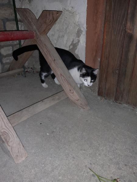 Sitka