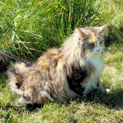 Bella