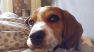 Titou