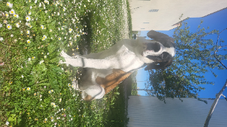 Athena