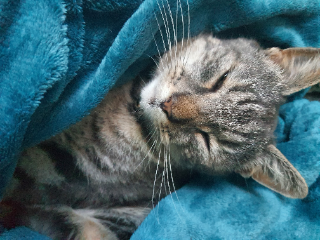 Newton