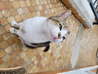 Simba