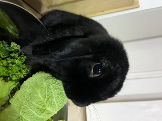 Tobias