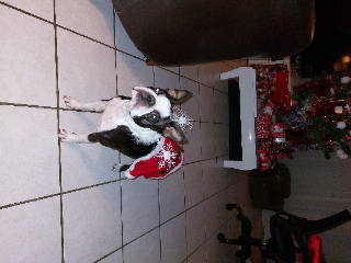Orla