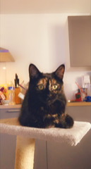 Sierra