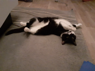 Rocky
