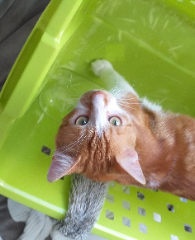 Simba