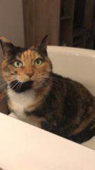 Lila