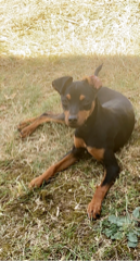 Nala